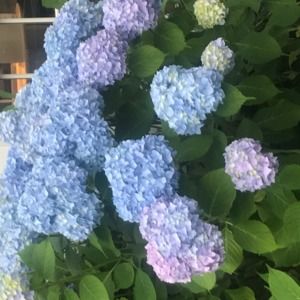 Meet your Posher, Peggy